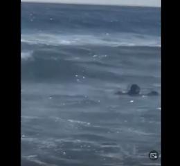 Cani bagnino riportano a  riva ragazza di 15 anni. Il video del salvataggio