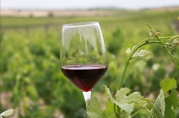 Vino, cresce l'export delle etichette siciliane