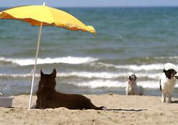 In vacanza col pet, i consigli dei veterinari