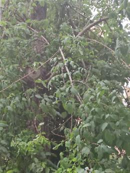 Catania: rami pericolanti in via Plebiscito