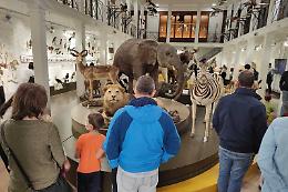 Fai d'Autunno, le zebre e i leoni del Museo di Zoologia incantano grandi e piccini