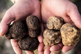 La Cerca del tartufo diventa patrimonio Unesco: festa da Alba alla Sicilia