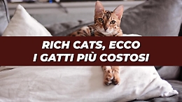 Festa del gatto, ecco le 5 razze feline più costose del mondo