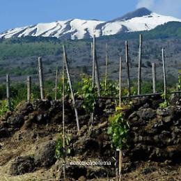 Al Vinitaly 44 produttori del Consorzio Etna Doc