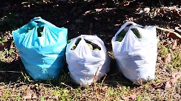 Riposto, ladro di avocado preso con le mani nel sacco