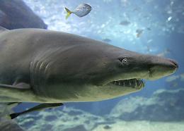 Bahamas: squali attaccano e feriscono bambino, si salva