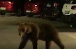 Orso corre spensierato nel centro di Barrea