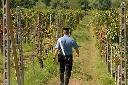 Canicattì, raid vandalico in un vigneto