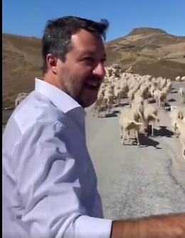 Salvini in Sicilia "bloccato" da un gregge di pecore: «Diamo precedenza alle "ragazze"»