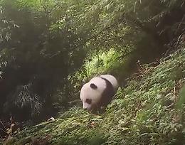 Proteggere i panda giganti promuove l'armonia tra uomo e natura
