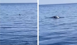 Avvistato a Stromboli un esemplare di foca monaca