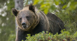 Jj4, l'orsa catturata è in buone condizioni di salute