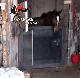 Catania: monitorata corsa clandestina sui social, carabinieri sequestrano cavallo