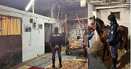 A Picanello un cavallo chiuso al buio in un box: denunciato il proprietario della stalla