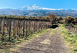 Vini dell'Etna, a un passo dalla denominazione DOCG. In 10 anni viticoltori raddoppiati sul vulcano