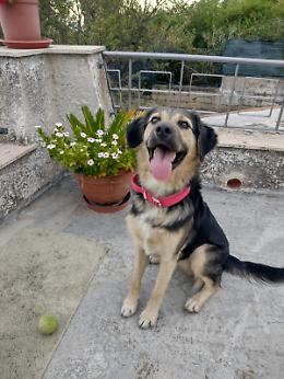 Cucciolo trovato al Policlinico di Catania – Adozione urgente