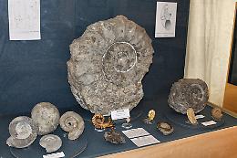 Comiso, il museo civico di storia naturale un'eccellenza scientifica della Sicilia sud-orientale