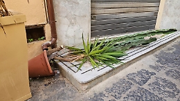 Raid vandalico in centro città: rovesciati vasi e distrutte piante