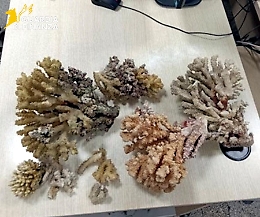 Sei chili di corallo nella valigia di un palermitano che tornava da Sharm el Sheikh sequestrati all&rsquo;aeroporto di Catania