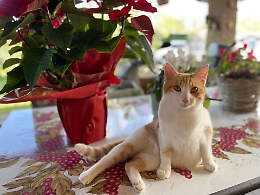 A Natale regali anche per gli animali domestici: giochi, prodotti e servizi per i pet 