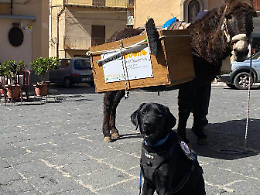 Rifiuti, in Sicilia premiati 39 &ldquo;Comuni ricicloni&rdquo;: menzione speciale per il cane &ldquo;puliziotto&rdquo; di Castelbuono