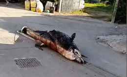 Marsala, carcassa di delfino trascinata lungo la strada: residenti chiedono chiarimenti e bonifica

