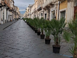 Giarre, la "guerra delle piante": l'intervento di abbellimento urbano diventa un caso