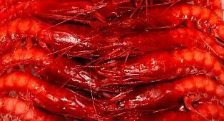A Mazara del Vallo il futuro del gambero rosso in discussione