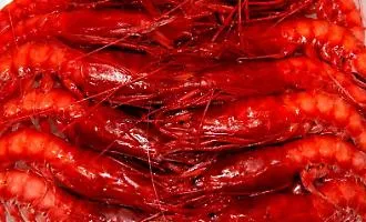 A Mazara del Vallo il futuro del gambero rosso in discussione