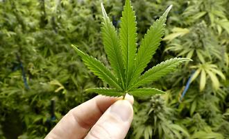 Sotto gli occhi della Guardia di Finanza: arrestato il titolare del negozio "Il Canapaio" con due chili e mezzo di hashish