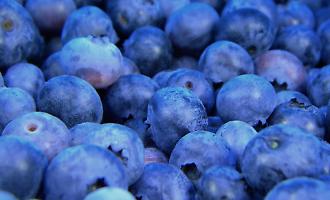 Mirtilli sostenibili e del tutto made in Sicily, la sfida parte da Mazara del Vallo: &laquo;Pronte le prime 10mila vaschette&raquo;