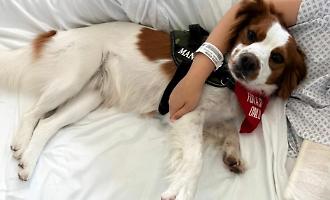 Una zampa sul letto e il dolore si fa pi&ugrave; leggero, cos&igrave; porte aperte all'hospice agli amici a quattro zampe