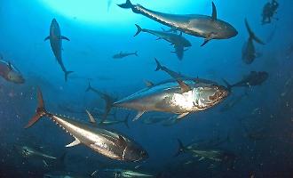 Tonno rosso, Trapani al centro della nuova partita del mare: pi&ugrave; quote, filiera forte e un piano triennale che pu&ograve; cambiare il settore