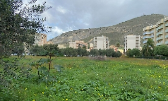Polemica a Trapani: &laquo;Non vale piantare alberi se poi non vengono curati&raquo;