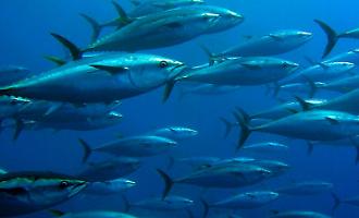 Tonno rosso, alla Sicilia il 50% delle quote. Il governo: &laquo;Lavoriamo per allargare la cassa integrazione alla pesca&raquo;