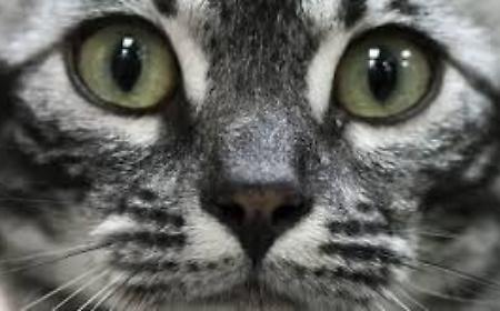 Trapani, la ferocia su un gattino e il vuoto delle risposte: il caso che interroga una citt&agrave; intera