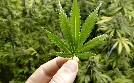 Sotto gli occhi della Guardia di Finanza: arrestato il titolare del negozio "Il Canapaio" con due chili e mezzo di hashish