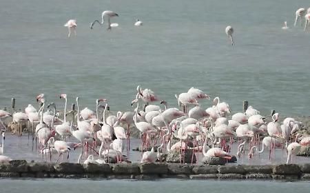 Evento storico alle Saline di Trapani: per la prima volta nidifica il fenicottero rosa