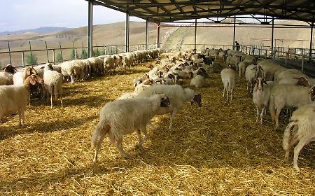 C'&egrave; un territorio in Sicilia "brucellosi free", ecco dove si trova e come &egrave; stato raggiunto questo ambito obiettivo