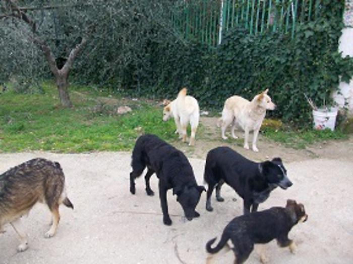Cani randagi a Scicli