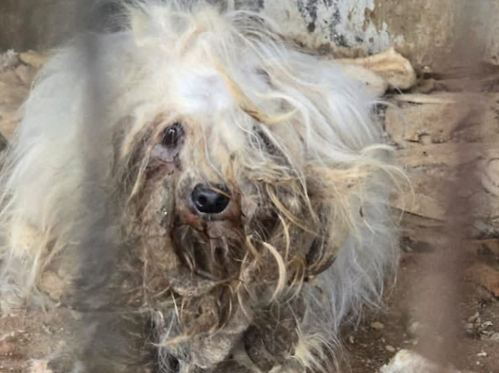 Taormina, scoperto un canile lager: salvati  31 animali