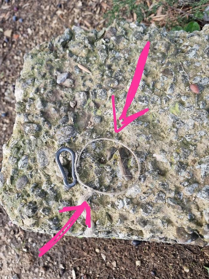 Cuccioli di randagi nel mirino di balordi