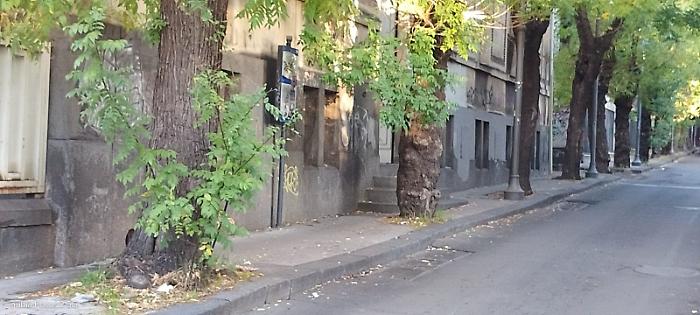 Marciapiedi invasi da alberi in via Ipogeo a Catania