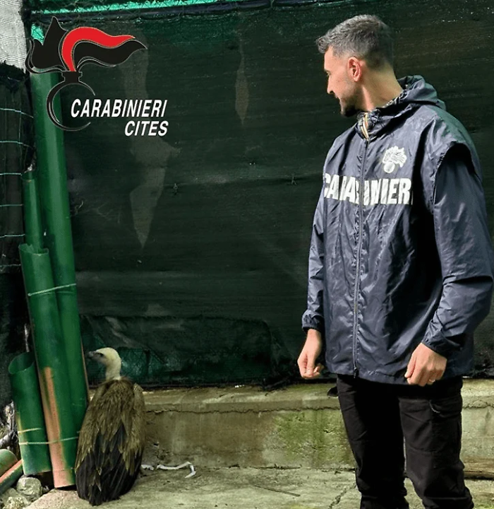 Grifone in pericolo salvato a Marsala: l'intervento dei Carabinieri e del WWF