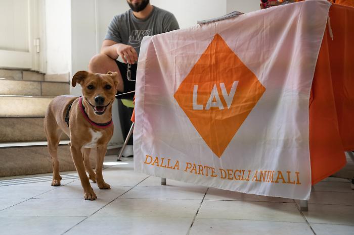 Microchip per i cani, Lav dice «no» al costo aggiuntivo introdotto dalla Regione