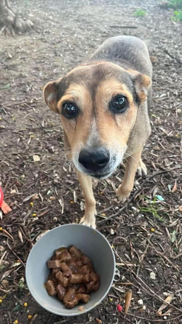 Uccisero la cagnolina Timida a Siracusa: in tre a giudizio