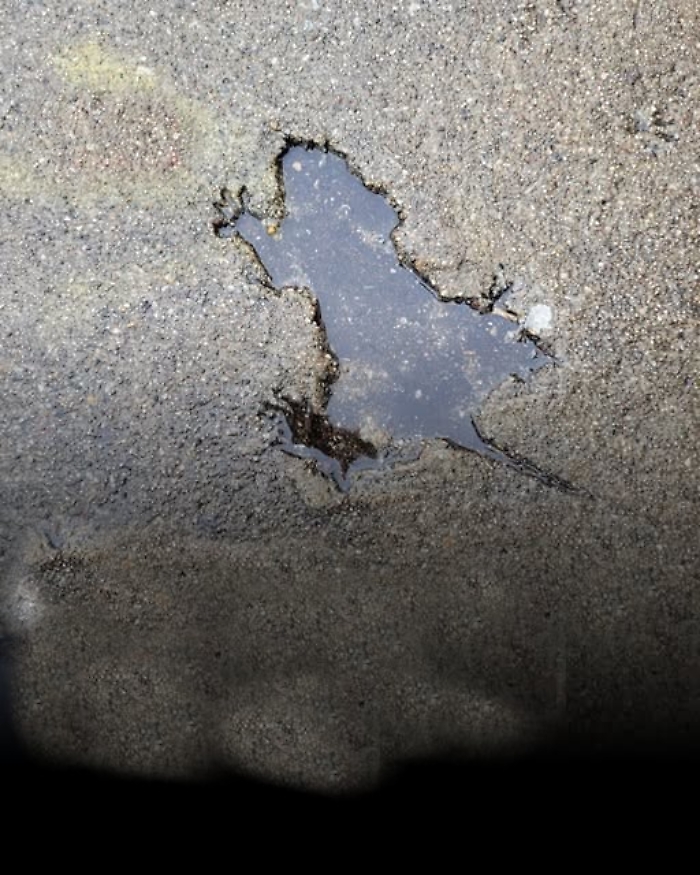 La "rat hole di Chicago non &egrave; un super- ratto ma (forse) uno scoiattolo sfortunato 