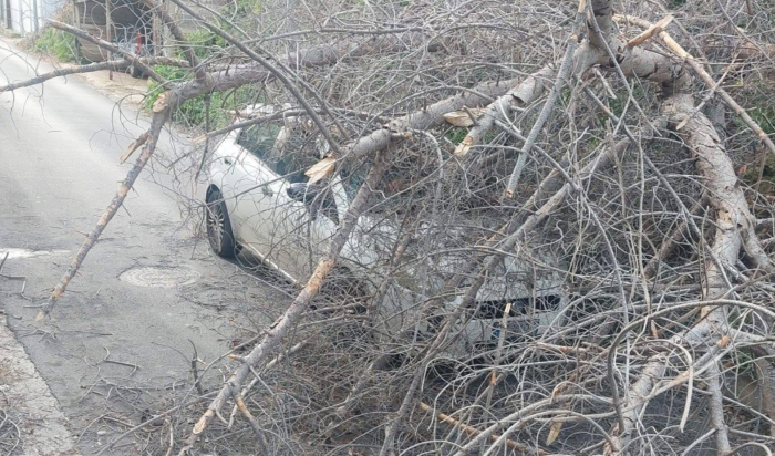 Palermo, l'auto colpita dal crollo di un albero in via San Martino: l'intervento del Comune, pagheranno i privati
