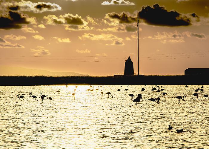 Trapani, le Saline sommerse dal mare: allarme di WWF. &laquo;Danni enormi, mai vista un&rsquo;acqua cos&igrave; alta&raquo;