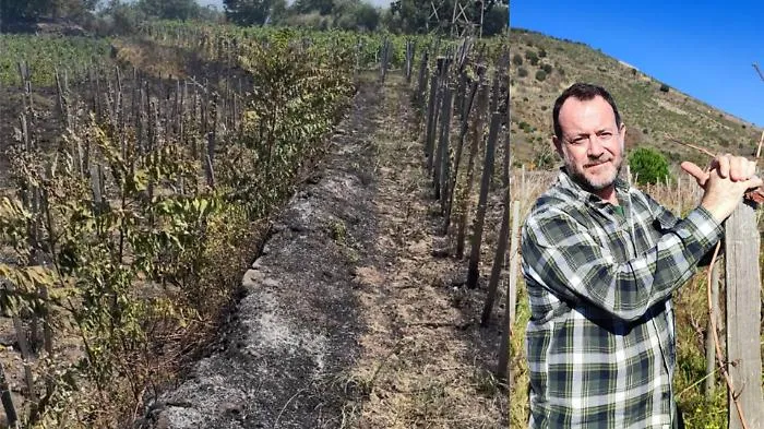Incendio doloso distrugge  le viti sull'Etna: &laquo;Non brucia solo un vigneto, brucia una storia di memoria agricola&raquo;